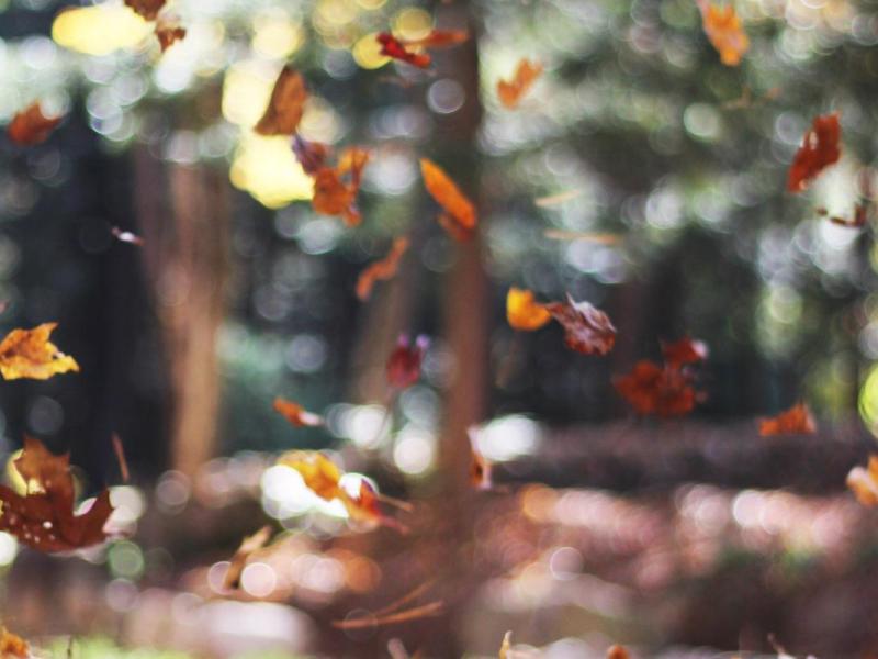 Gravida fringilla mi magna torquent tincidunt per mattis pretium