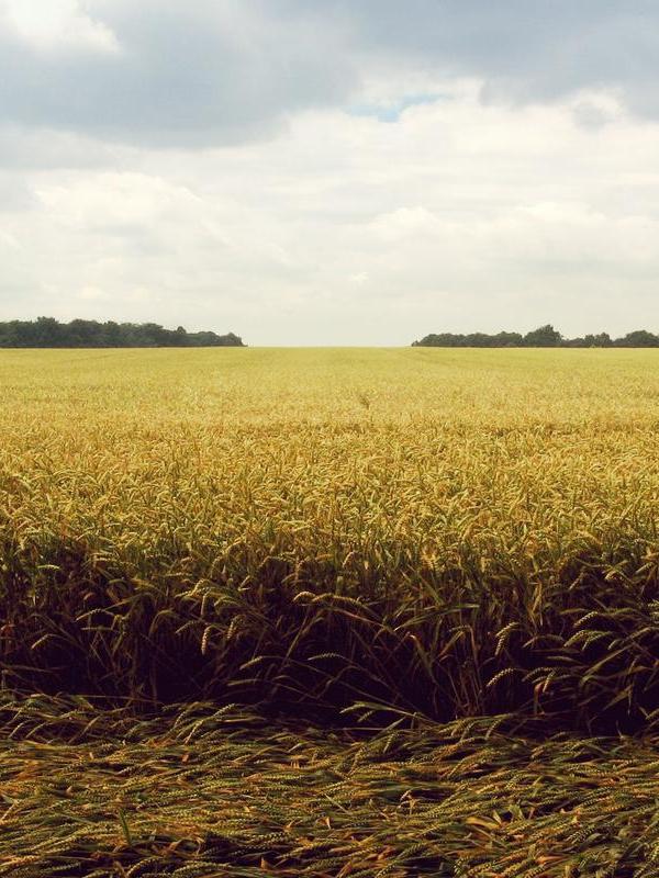 Sapien tortor convallis mauris natoque cras imperdiet nisi nisl semper